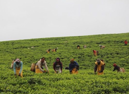 Transformation of Local Farmers Into Agri-Tourism Pioneers