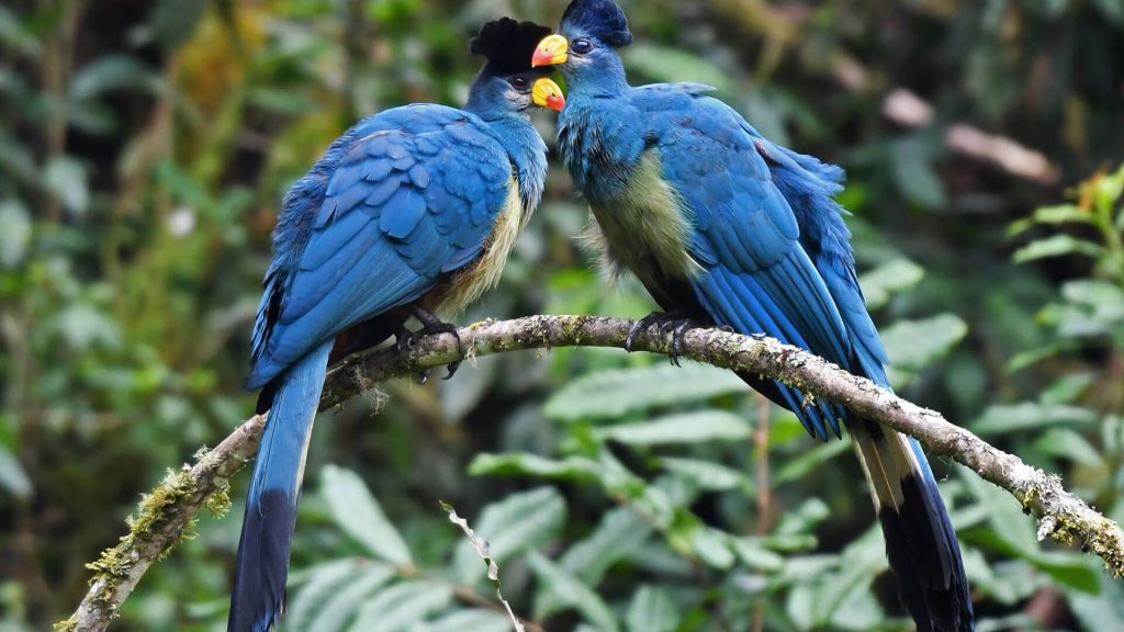 Great blue Turaco