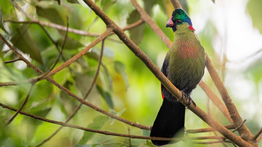 Rwenzori Turaco In Nyungwe National Park