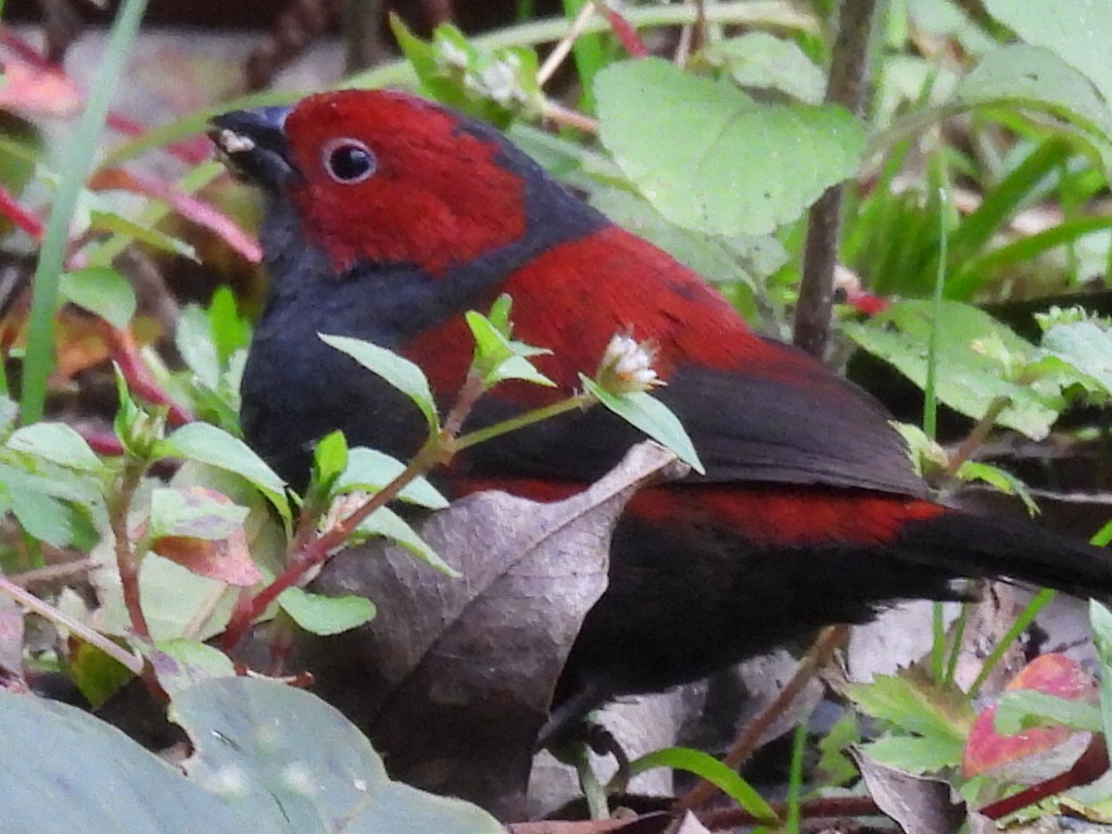 Dusky crimsonwing