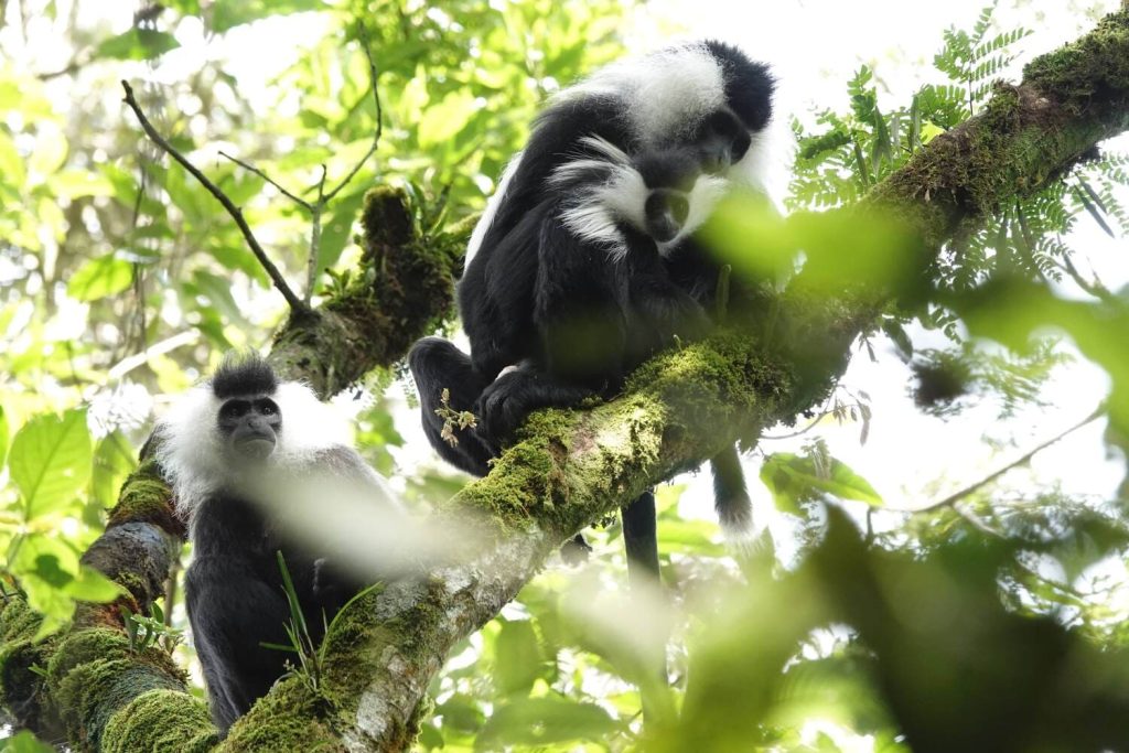 Colobus Monkey